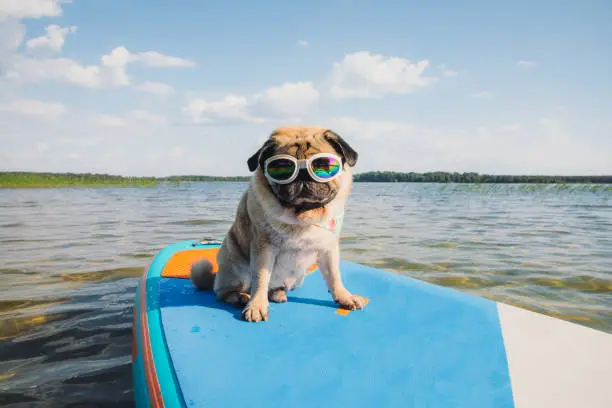 Small cute dog pug breed in funny sunglasses paddleboarding by SUP board at the lake during summertime