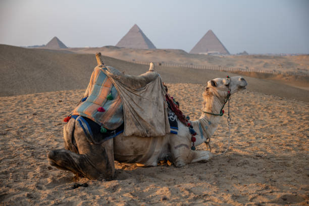 istock Camels lying in front of the Giza Pyramids 1327654973