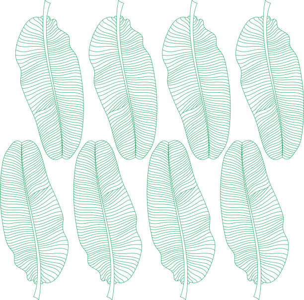 tropical banana leaf pattern tropical banana leaf pattern, drawing line art. banana leaf stock illustrations