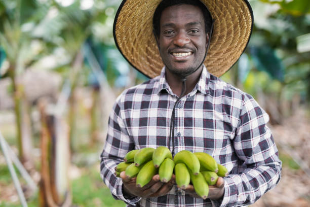 joven afroamericano sosteniendo manojo de plátano fresco - trabajador agrícola sonriendo en cámara con fruta fresca - banana plantation green tree fotografías e imágenes de stock