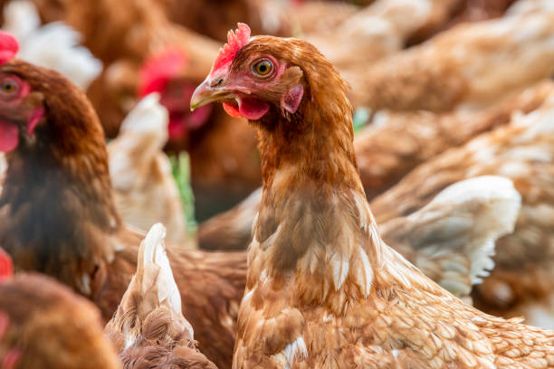 istock chicken in free range outdoor 1327655332