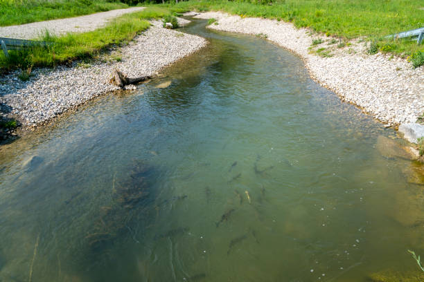 강 하천에서 산란 물고기의 이동을위한 물고기 사다리 - weir 뉴스 사진 이미지