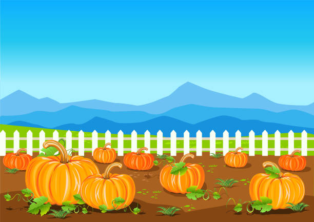 illustrations, cliparts, dessins animés et icônes de champ avec des citrouilles mûres - farm pumpkin autumn farmer