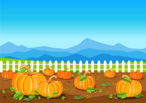 잘 익은 호박이 있는 필드 - farm pumpkin autumn farmer stock illustrations