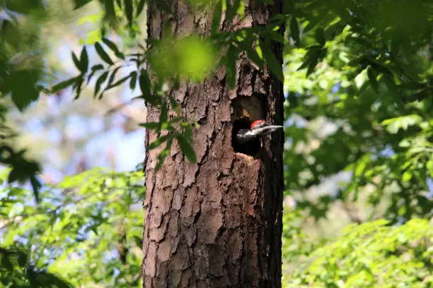 Pileated Woodpecker chick peeking out of nest in tree.