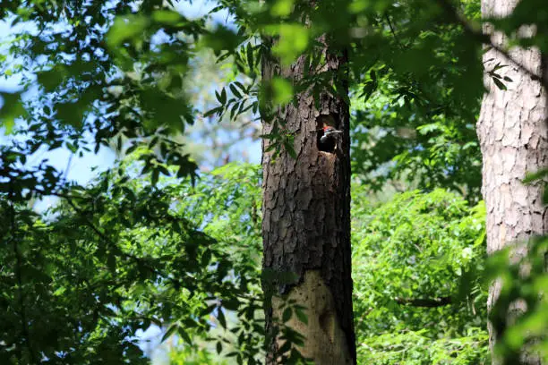 Pileated Woodpecker chick peeking out of nest in tree.