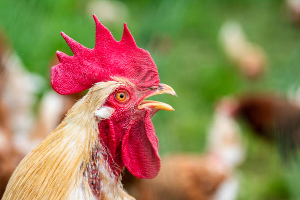 istock chicken in free range outdoor 1327656576