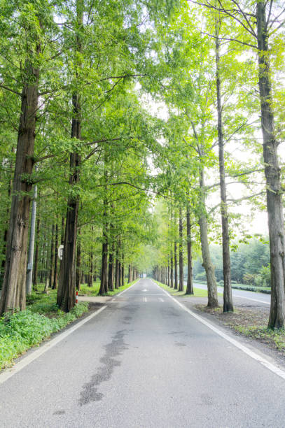 istock Tall and verdant trees on both sides of the asphalt road 1327657806