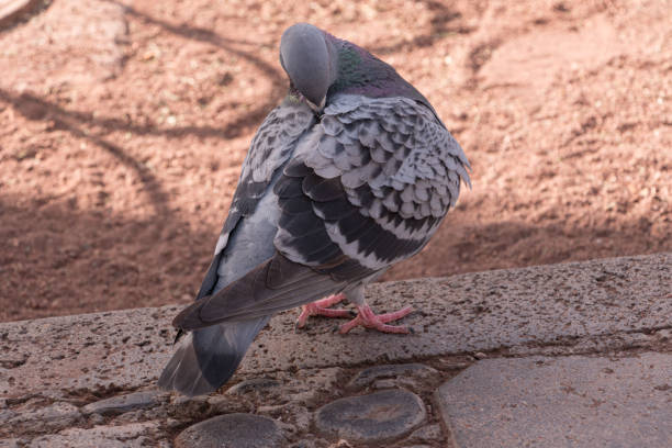 istock A single pigeon is cleaning its plumage 1327659501