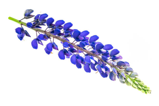 istock blue lupine on a white isolated background 1327659873
