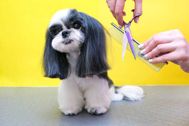 istock groomer working in salon, making haircut 1327660002