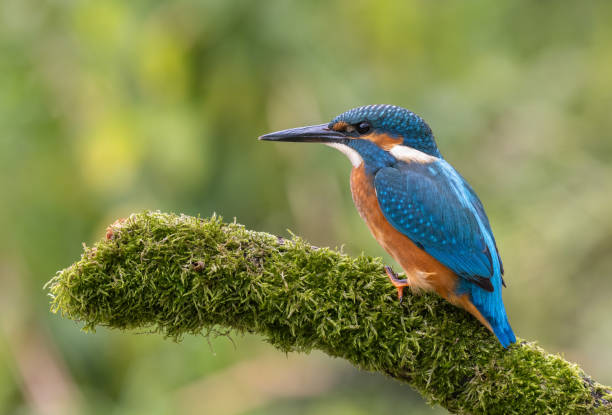 Young common kingfisher Young common kingfisher (Alcedo atthis) perching on a branch covered with moss. bird watching photos stock pictures, royalty-free photos & images