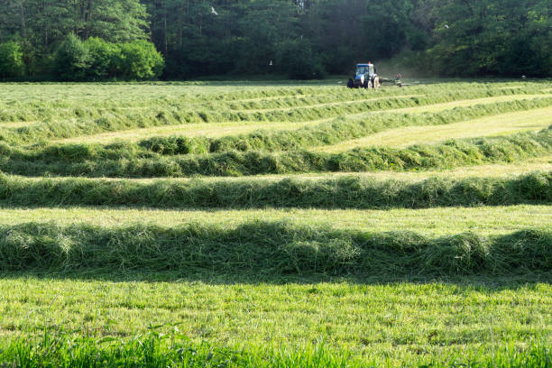 raccolta fieno - alfalfa foto e immagini stock