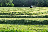 istock Collecting hay 1327661777