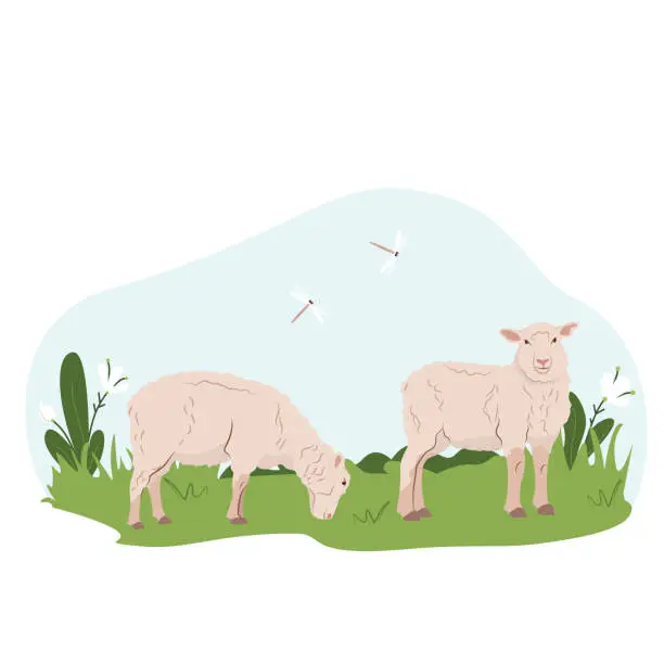 Vector illustration of Lovely country rural landscape, Sheep graze, flowers, pasture. Country pet lamb. Isolated character on a white background. Vector illustration in a flat style.