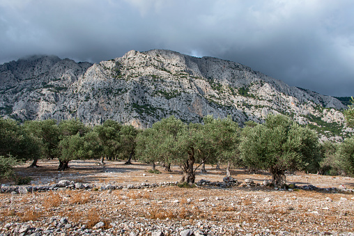 Olive grove in a rural landscape,.