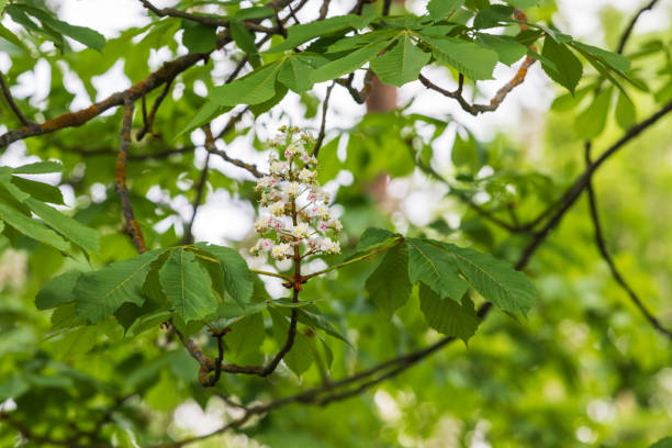 밤나무의 녹색 잎과 흰 꽃 - wildflower lush foliage outdoors campanula 뉴스 사진 이미지