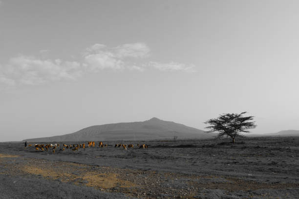 istock herdsman and sheep with mountain in the background 1327663407