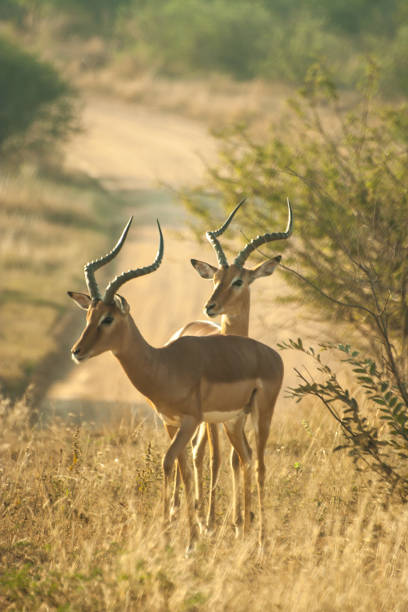 istock Two mature Impalas rams, Aepyceros melampus 1327663469