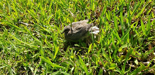 Small friendly bird found in Florida