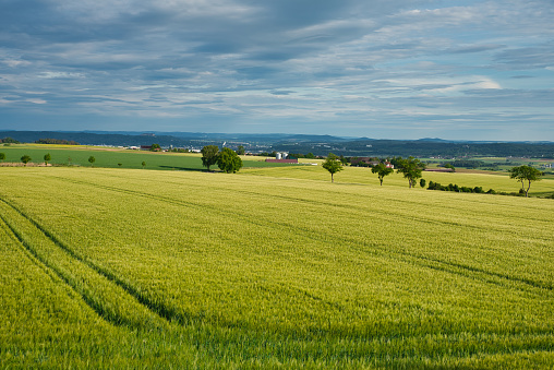 landscape view with barley fields in the spring