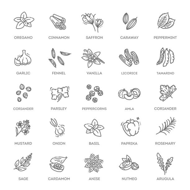 Thin line spices, condiments and herbs icons set Condiment icons set. Outline set of condiment vector icons caraway stock illustrations