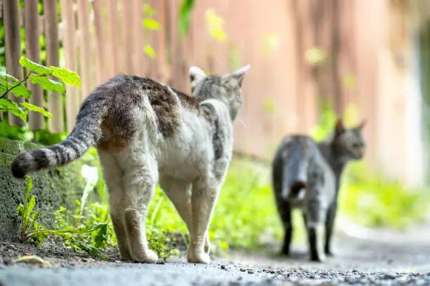 Photo of Twp gray and white striped cats walking along the street outdoors on summer day.