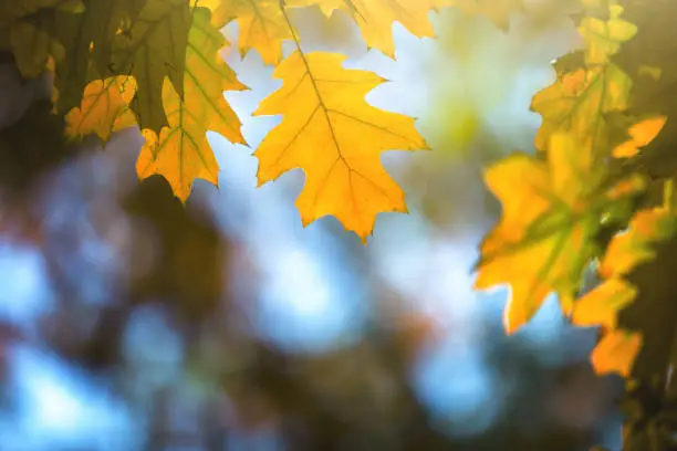 Photo of Close up of bright yellow and red maple leaves on fall tree branches with vibrant blurred background in autumn park.