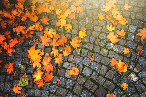 Background of autumn leaves fallen down on cobblestone pavement.
