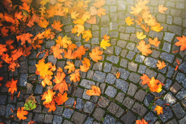 tło jesiennych liści spadło na brukowanej nawierzchni. - brick yellow road footpath zdjęcia i obrazy z banku zdjęć