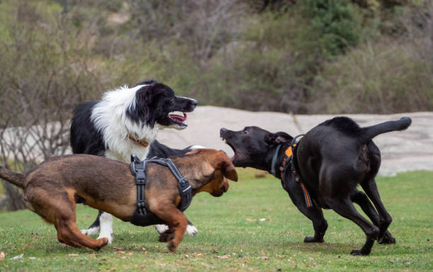 istock Excited three dogs playing on a meadow 1327665967