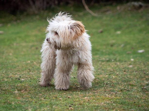 istock Front view of puppy walking in the park 1327665982