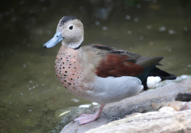 white-cheeked pintail also known as the Bahama pintail or summer duck white-cheeked pintail also known as the Bahama pintail or summer duck white cheeked pintail duck stock pictures, royalty-free photos & images