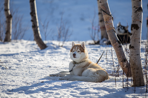 Siberian Husky in the snowed Blue Ridge mountains