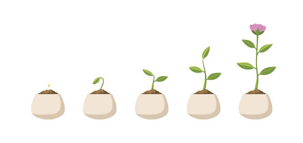 Plant growth stages vector art illustration