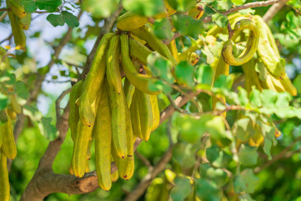 istock Carob tree with green carobs and leaves in soft focus 1327670642