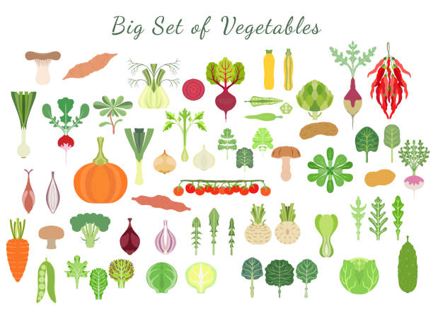 ilustrações, clipart, desenhos animados e ícones de grande conjunto com vários tipos de vegetais - rutabaga
