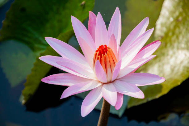 istock Various kinds of water lilies 1327671023
