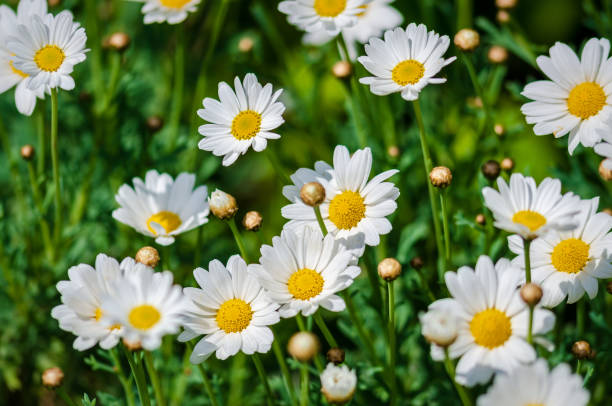 istock Daisies on the lawn 1327671103