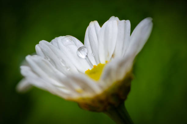 istock Daisies on the lawn 1327671115