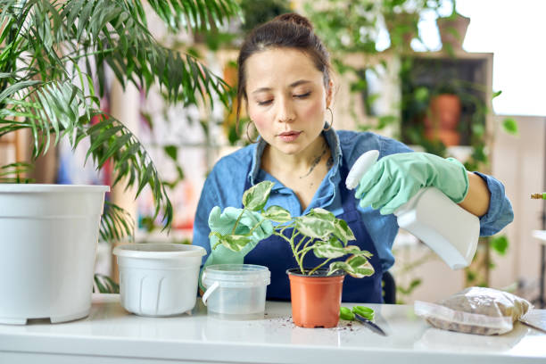 istock Caring young woman spraying replanted plants using a spray bottle while watering houseplants at home 1327671156