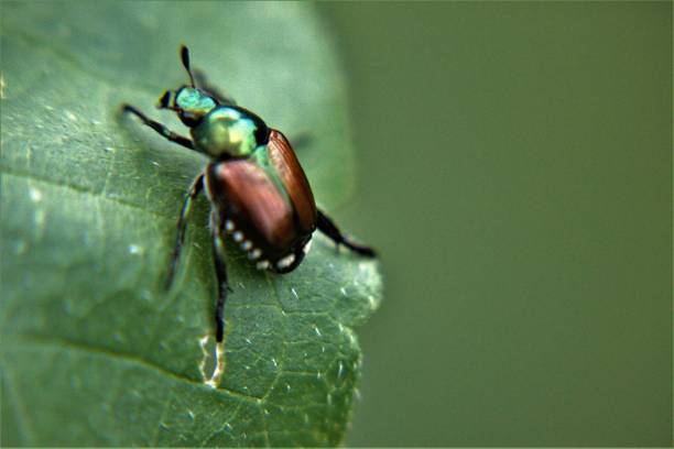 Popillia japonica Japanese beetle, Popillia japonica, on a tomato plant. scarab beetle stock pictures, royalty-free photos & images