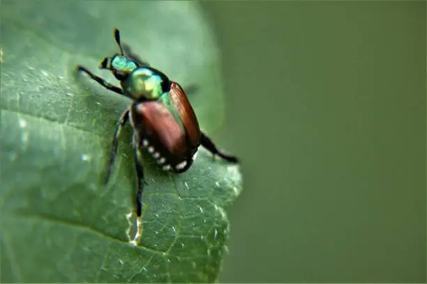Japanese beetle, Popillia japonica, on a tomato plant.