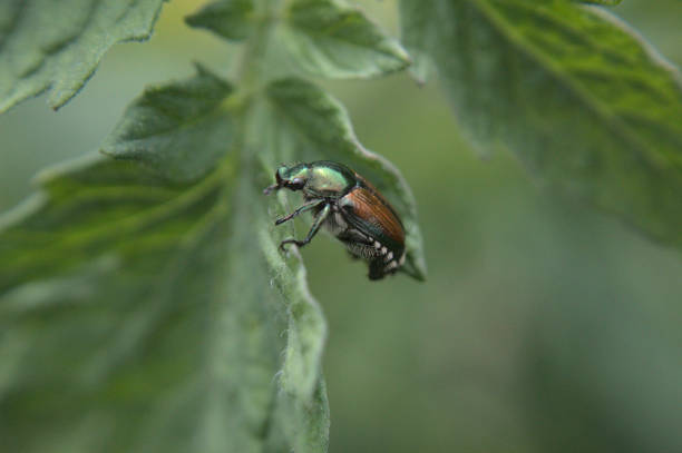 Japanese beetle / Popillia japonica stock photo