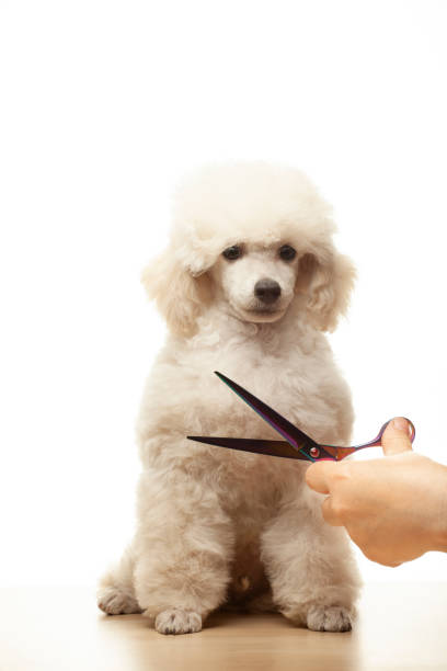 istock image of dog hand scissors white background 1327672709
