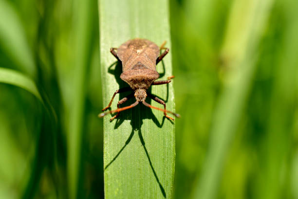 The picture shows a close-up of a stink beetle sitting on a wide green leaf.