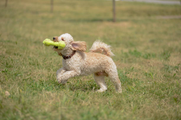 istock Happy and cheerful poodle dog playing fetch 1327676587