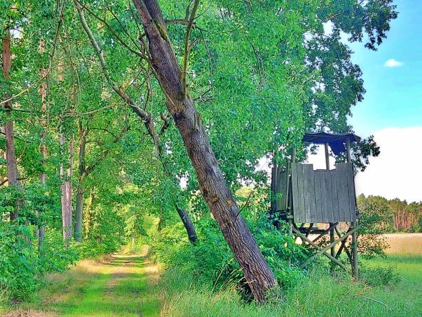 istock High seat in the forest 1327676639