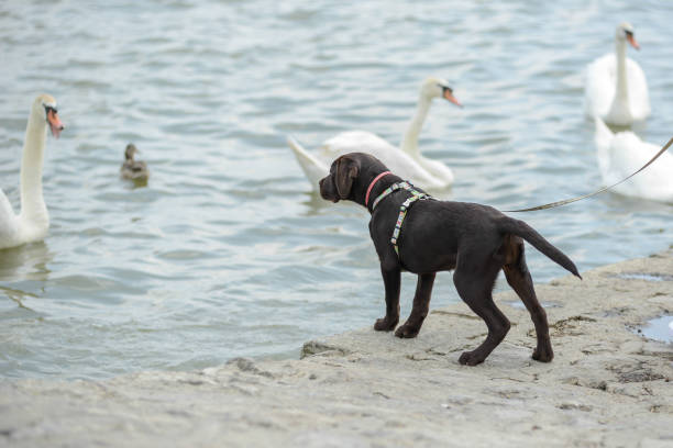 Brown Labrador watching swans at the lake