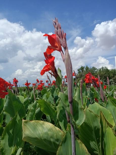 istock Large high red blossom flowers in the field under cloud sky 1327676793